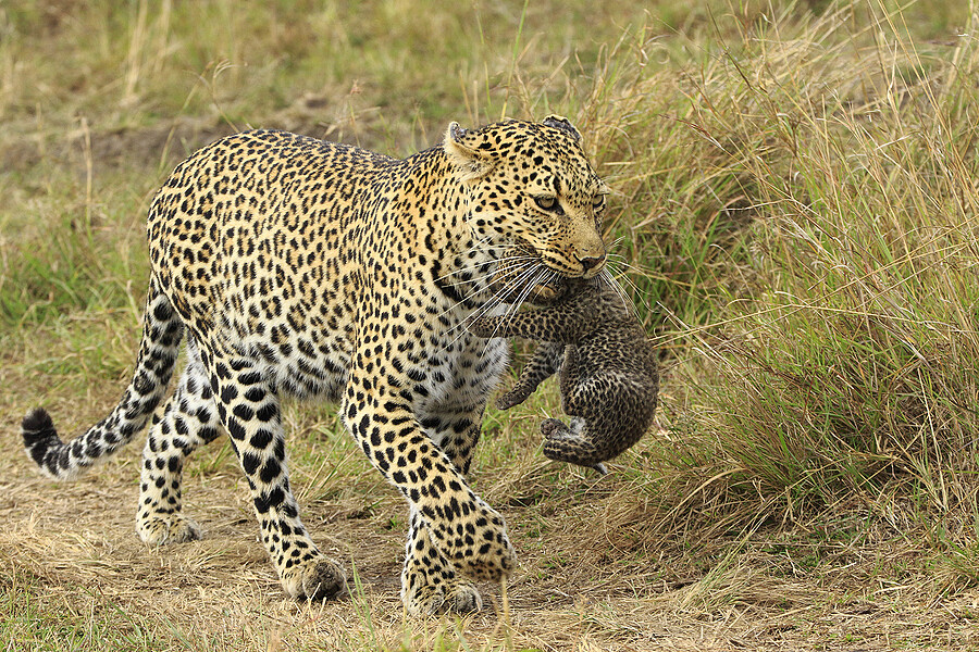 LEOPARD CARRIES CUB